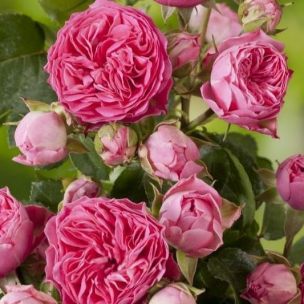 CANDY ROCOCO®